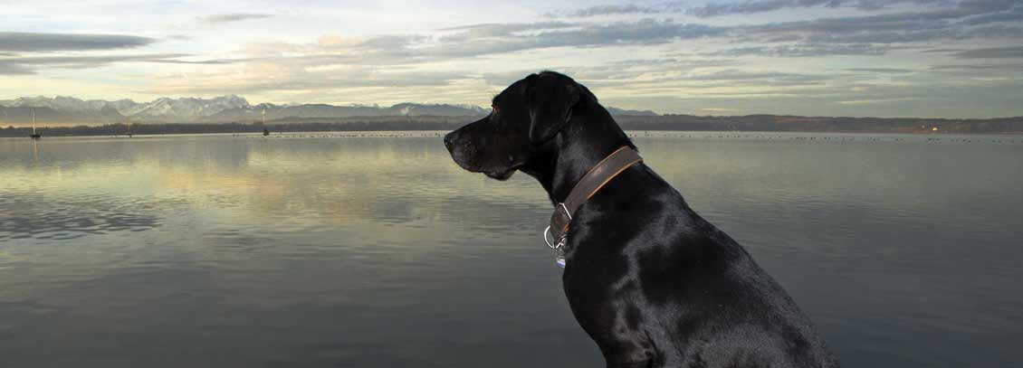 Starnberger See Urlaub mit Hund