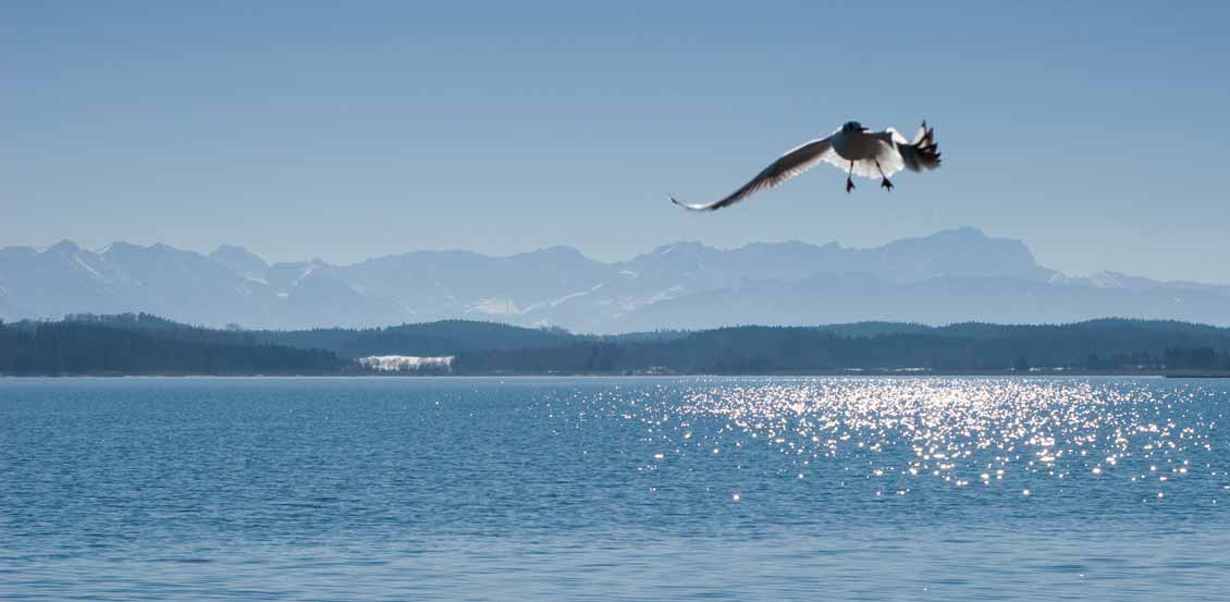 Vogelschutzgebiet Starnberger See Vogelschutzgebiet Starnberger See