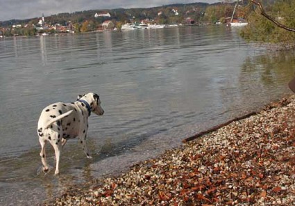 Starnberger See Hundestrände
