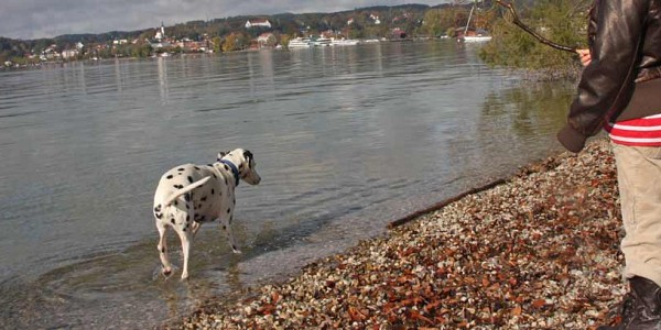 Starnberger See Hundestrände
