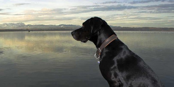 Starnberger See Urlaub mit Hund