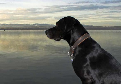 Starnberger See Urlaub mit Hund